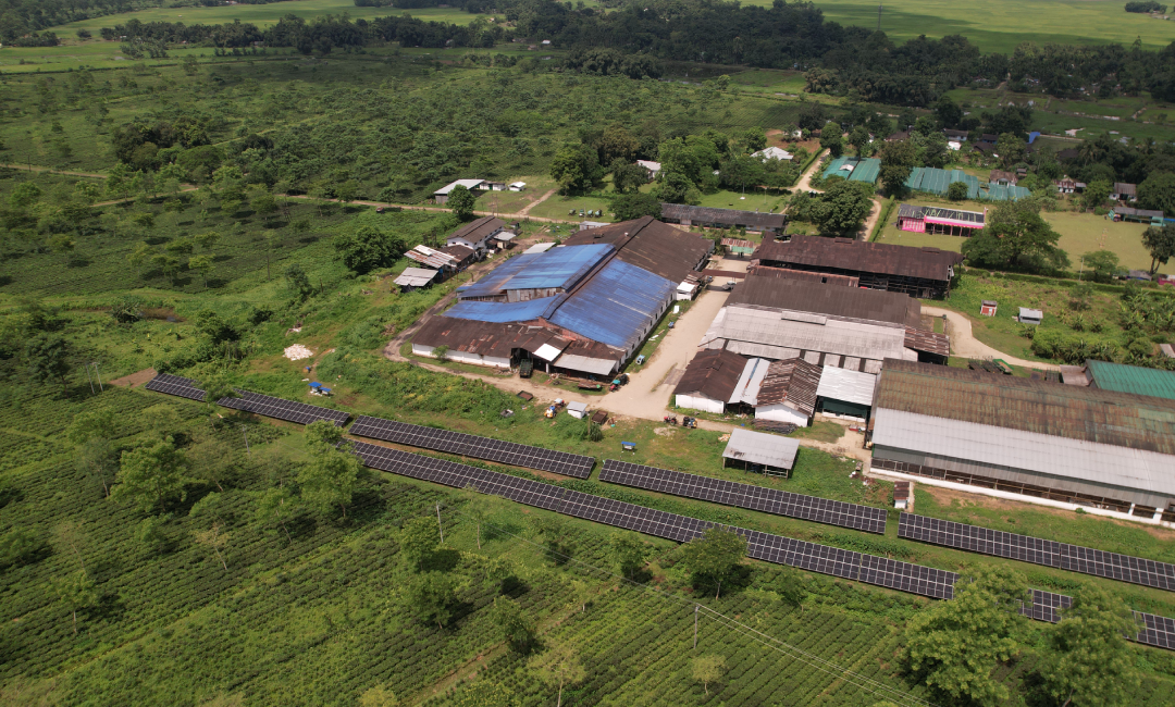 Chamong Tea Gardens - Tonaganagaon